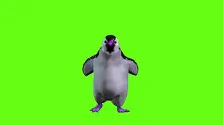 Green Screen Penguin Animation Penguin Green Screen Video