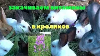Витаминная трава Иван Чай (Кипрей) для людей и кроликов