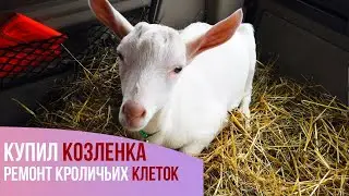 Купили козленка. Ремонт кроличьих клеток. /семейная ферма в деревне/