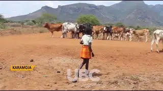 Cattle Culture  - Understanding Karamojong Culture via cattle.