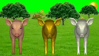 Pig Animals Stampede Video | Animals Green Screen Video | Animals Running Video