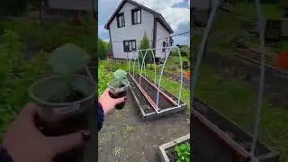 Самодельный огуречник, который сам себя поливает!!!❤️‍🔥😍