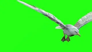 Seagull fly Green Screen 3D Animation Video Effects