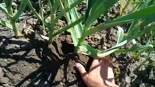 2018.05.30. Развитие воздушки и головок чеснока Любаша Мессидром и Гермидор.