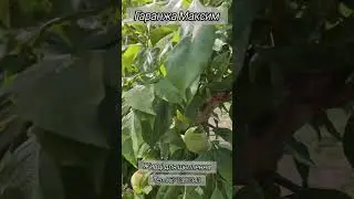 плуот флавор квін #садівництво #сад #гаранжа