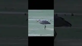 A heron swallows a huge fish whole