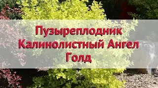 Пузыреплодник калинолистный Ангел Голд 🌿 Обзор: посадка и уход. крупномеры: описание и особенности