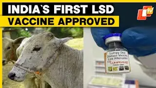 CDSCO Approves Biolumpivaxin, India’s First LSD Vaccine For Cattle & Buffaloes