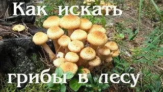 Как и где собирать грибы грузди, маслята, опята