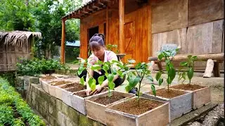 How To Make Pigeon Coop, Take Care Of The Vegetable Garden - Free Building Fram Life
