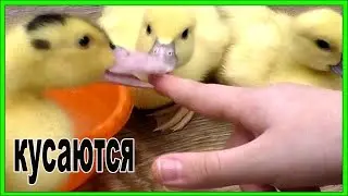 Утята КУСАЮТСЯ. Играю с утятами!