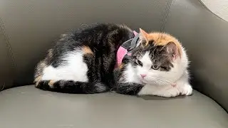 My cat faked her illness just so she can see her vet boyfriend (the boy with glasses). 🤣❤️