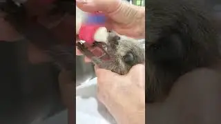 Кто-то скребся на крыше, и все были в шоке кто это был