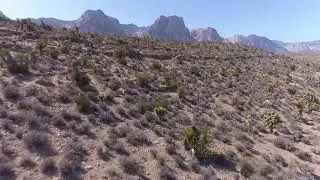 Red Rock Canyon Microhabitat