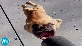 Top 5 Dog