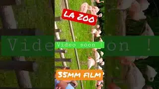 35mm film photography at the LA ZOO #photography #filmphotography #nikon