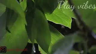 (Audio Relaxing) suara air hujan dan petir -Play Vibes