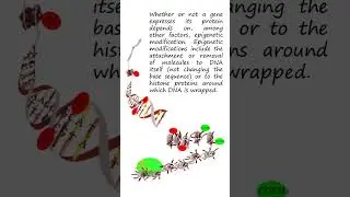 Phenotype: Genome, Environment, and Epigenome 