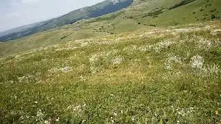 Жёлтые цветы Димерджи