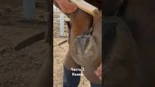 Ковка копыт лошади +7 (929) 730-33-33 Дима кузнец 