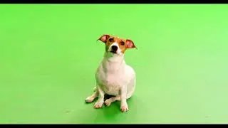 Green Screen Dog Sitting, No Copyright, Copyright Free Video, Motion Graphics, Background Video