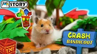 Crash Bandicoot Hamster maze 🐹 Homura Ham Pets