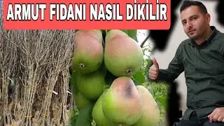 ARMUT FİDANI NASIL DİKİLİR / AÇIK KÖKLÜ FİDAN DİKİMİ