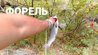 Мохигири дар Точикистон