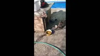Кот и Рыба ! Вот тебе киска рыбы миска
