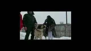 Самый медийный Волкодав 2021г... Джигит( Ушастик)...