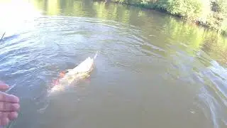 Ловим Жереха и Голавля на р. Дон в жару