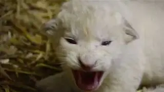 White Lion Cubs