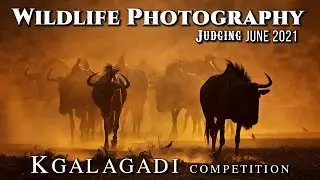 Wildlife Photography Competition Judging {Kgalagadi Photo Competition} June 2021