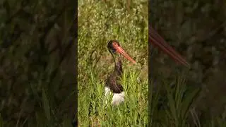 Unique and rare black stork 