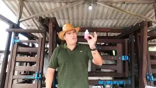 Vacinação de vacas contra a raiva