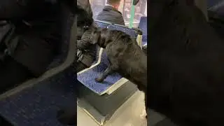 İstanbul'da yeni fenomen köpek! Sosyal medyada paylaşım rekorları kırıyor! Oturan kadını kaldırdı