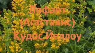 Лофант декоративный Кудос Йеллоу 🌿 обзор: как сажать, саженцы лофанта Кудос Йеллоу