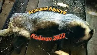 Словил барсука на капкан ловля барсуков самоловами !