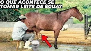 PORQUE NÃO TOMAMOS LEITE DE ÉGUA? O MOTIVO É INCRÍVEL
