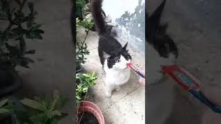 Gerry dan Jenny main di luar dulu
