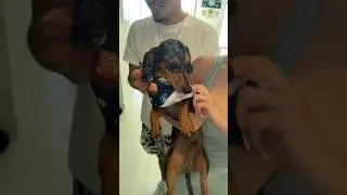THREW OUR MINI DAUCHSHUND A BIRTHDAY PARTY 😍 #shortsviral #shorts #dogs #couplegoals