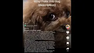 Why I hate this dog