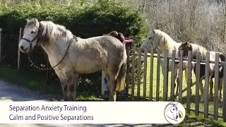 Separation Anxiety Training - No more barn sour, buddy sour or herd bound horses