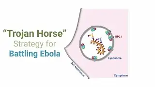 New ‘Trojan Horse’ Antibody Strategy Shows Promise Against All Ebola Viruses