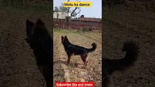 motu ka dance #shorts #shortsfeed #shortvideo #trending #animals #ytshorts #short #dog #doglover