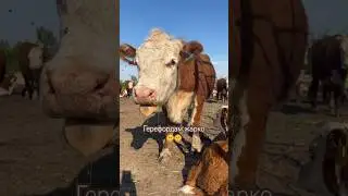 Как герефорды переживают жару 