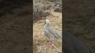 Кавг шкор