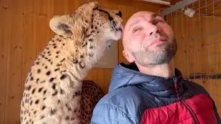 Gerda the cheetah is the most affectionate companion! Gerda helps Sasha change light bulbs!