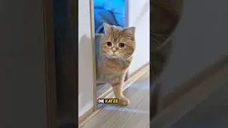 scrolle nicht an der heldenhaften Rettung dieser Katze vorbei 😮