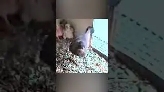 Галка залетеле в гнездо сокола.